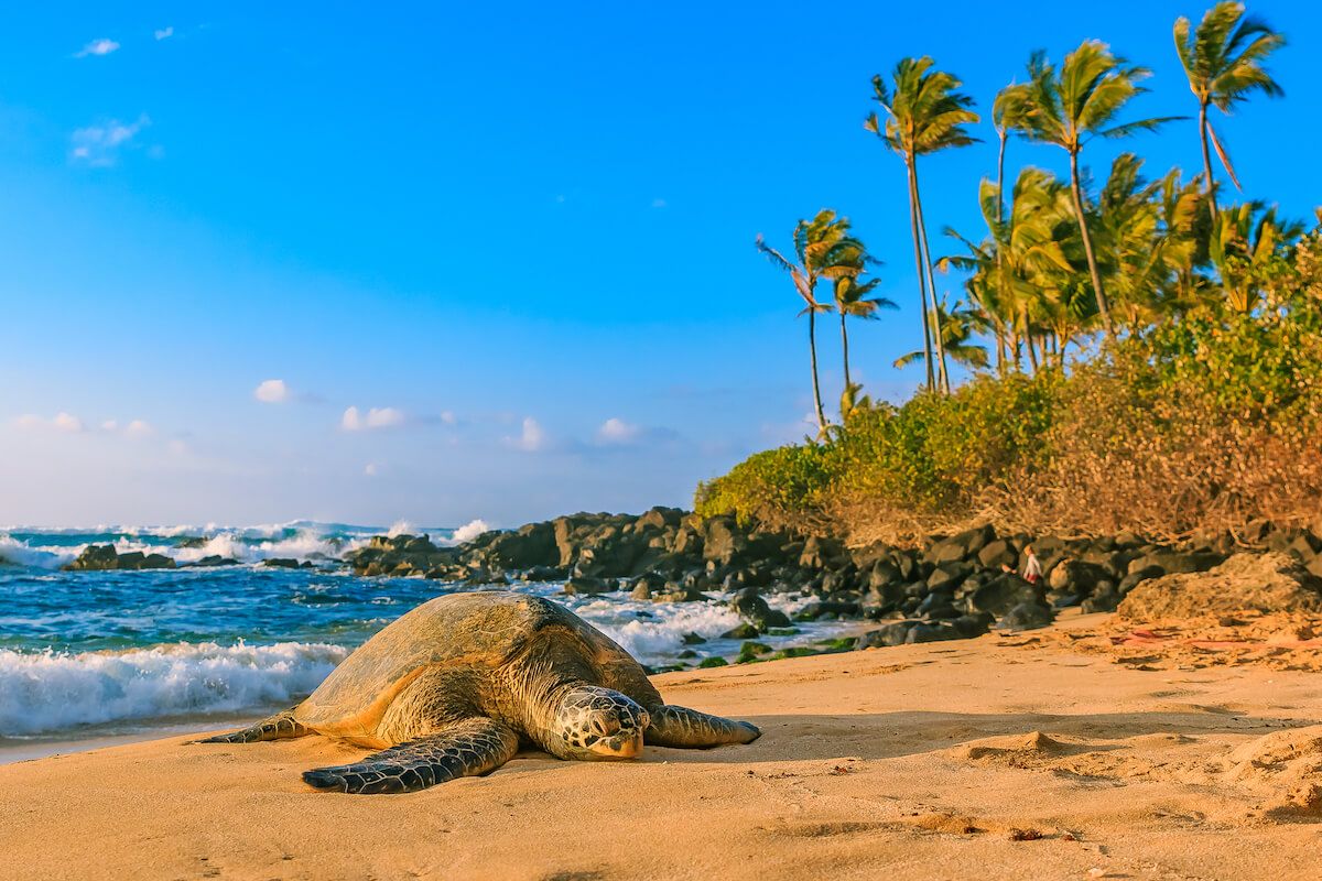 11 Best North Shore Oahu Beaches In Hawaii