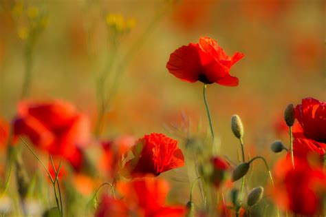 2048X1365 2048X1365 Free Awesome Poppy Coolwallpapers Me