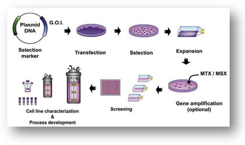 Master 293T Cell Stable Cell Today