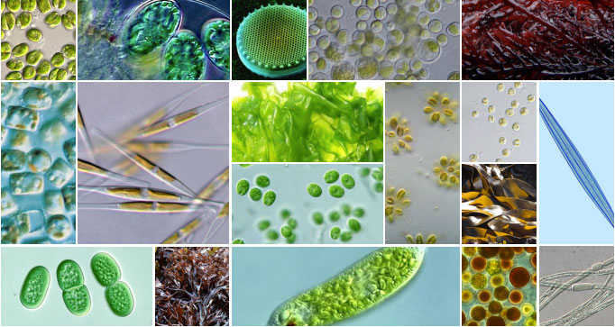 Mastering Algae Names In Food Labels