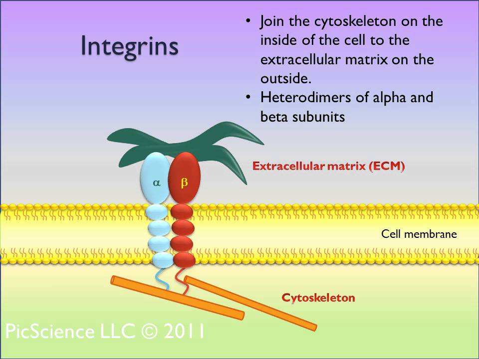 Targeting Αv Integrins Ptp1b To Boost Anticancer Effects