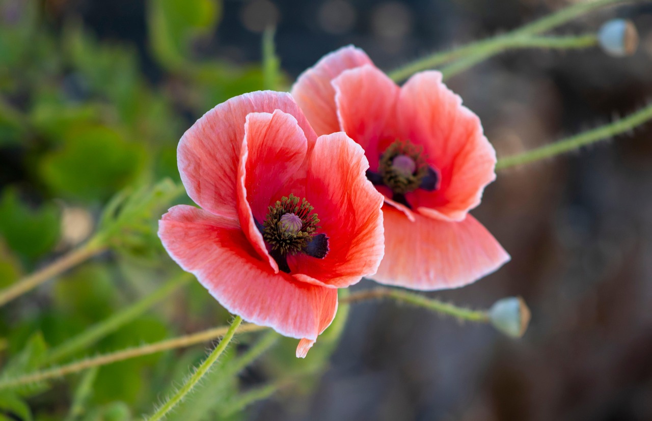 Beautiful Poppy Flower Free Stock Photo Public Domain Pictures