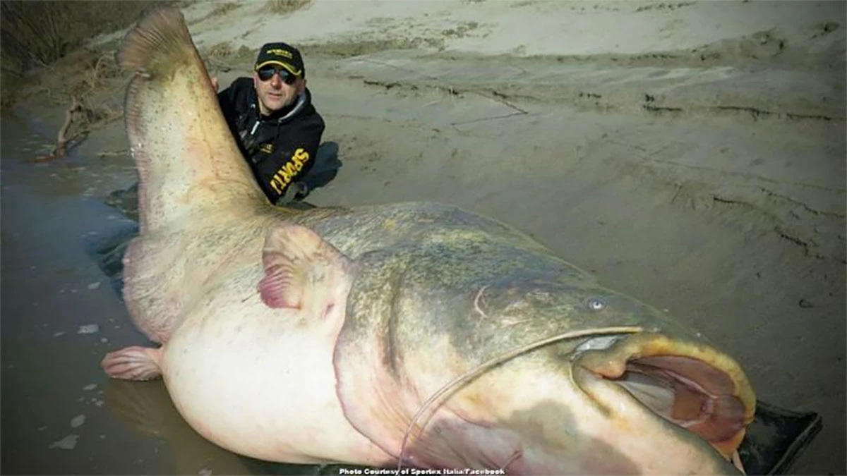 Biggest Catfish Ever