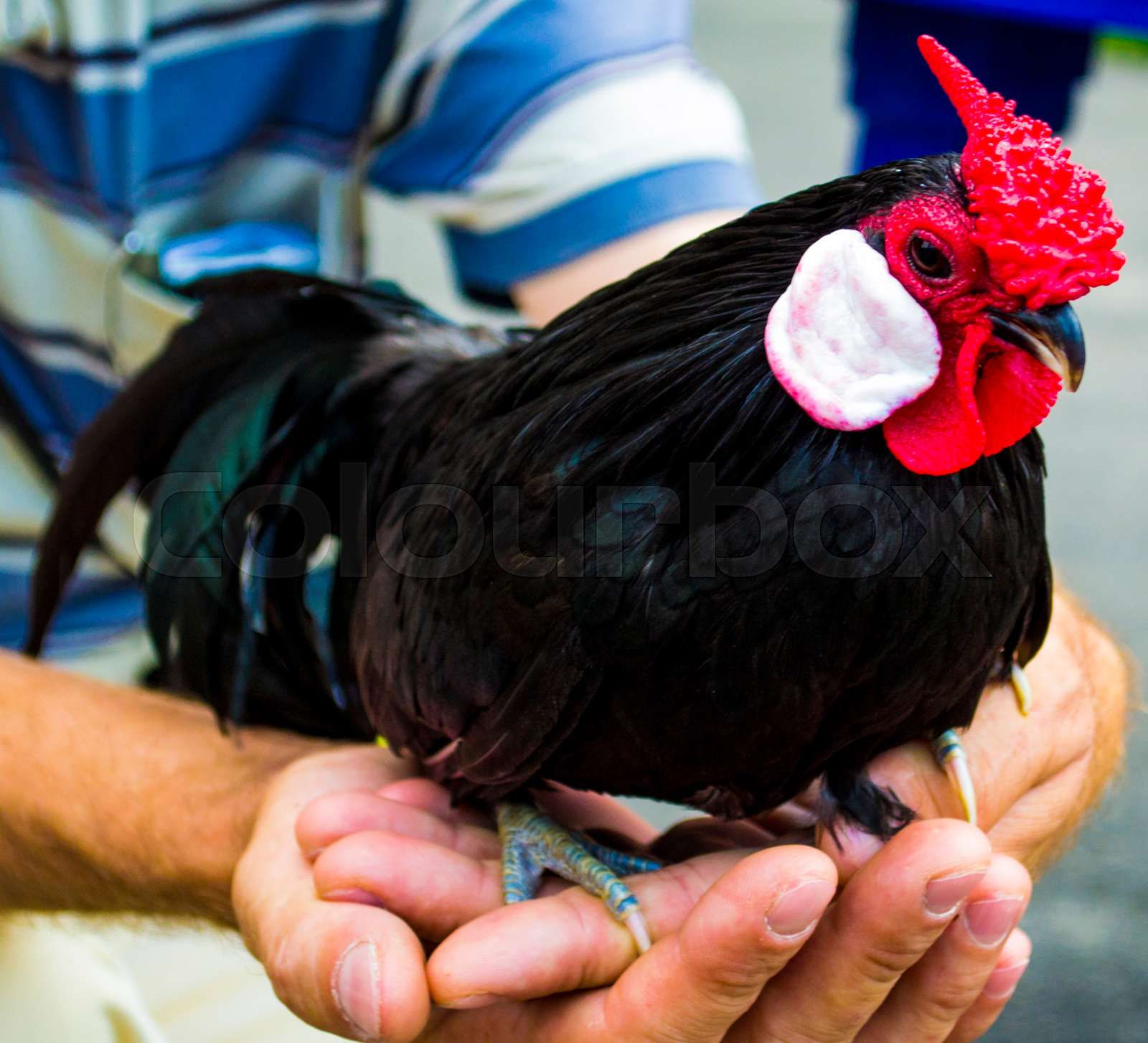 Exploring the Pleasure of Black Cock Sex