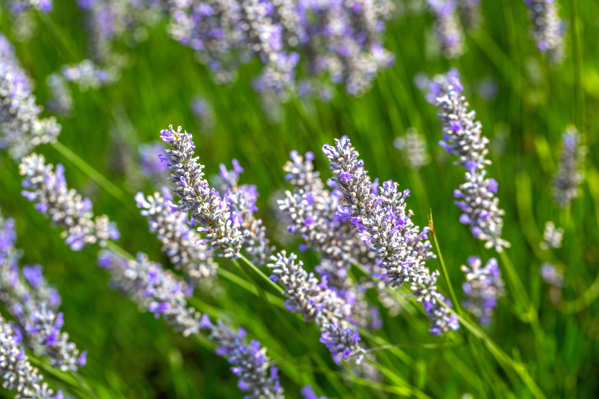 Breaking Taboos Debunking Cbd Myths Amp Exploring Alternative Medicine