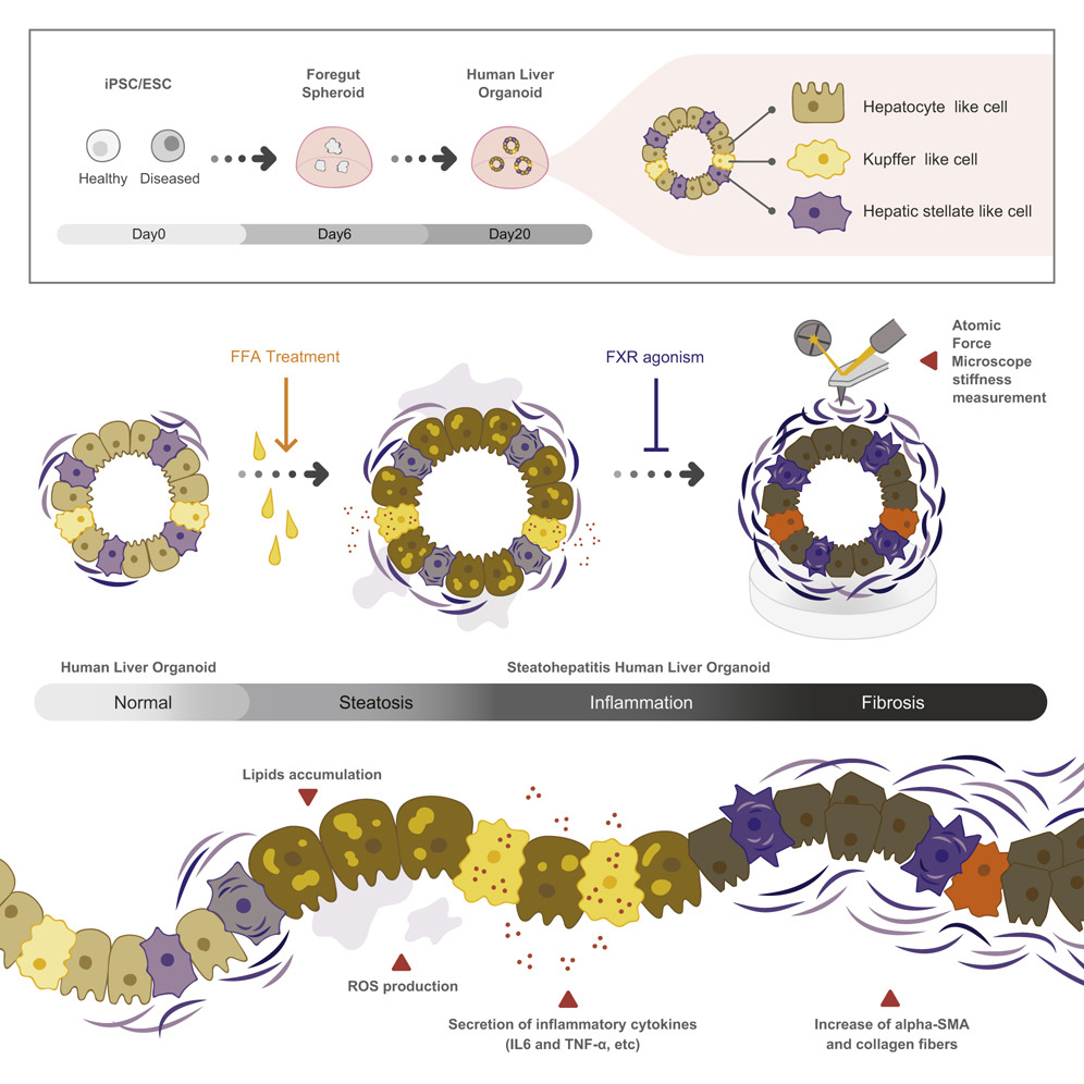 Can Crispr Form Organoids: Common Challenges And Troubleshooting Tips