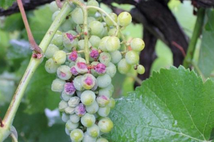 Lemon Lament: Citrus Crops Suffering From Drought