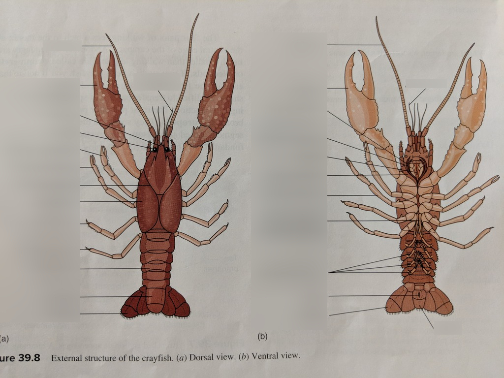 Common Issues With Crayfish Anatomy Diagram Inside And How To Fix