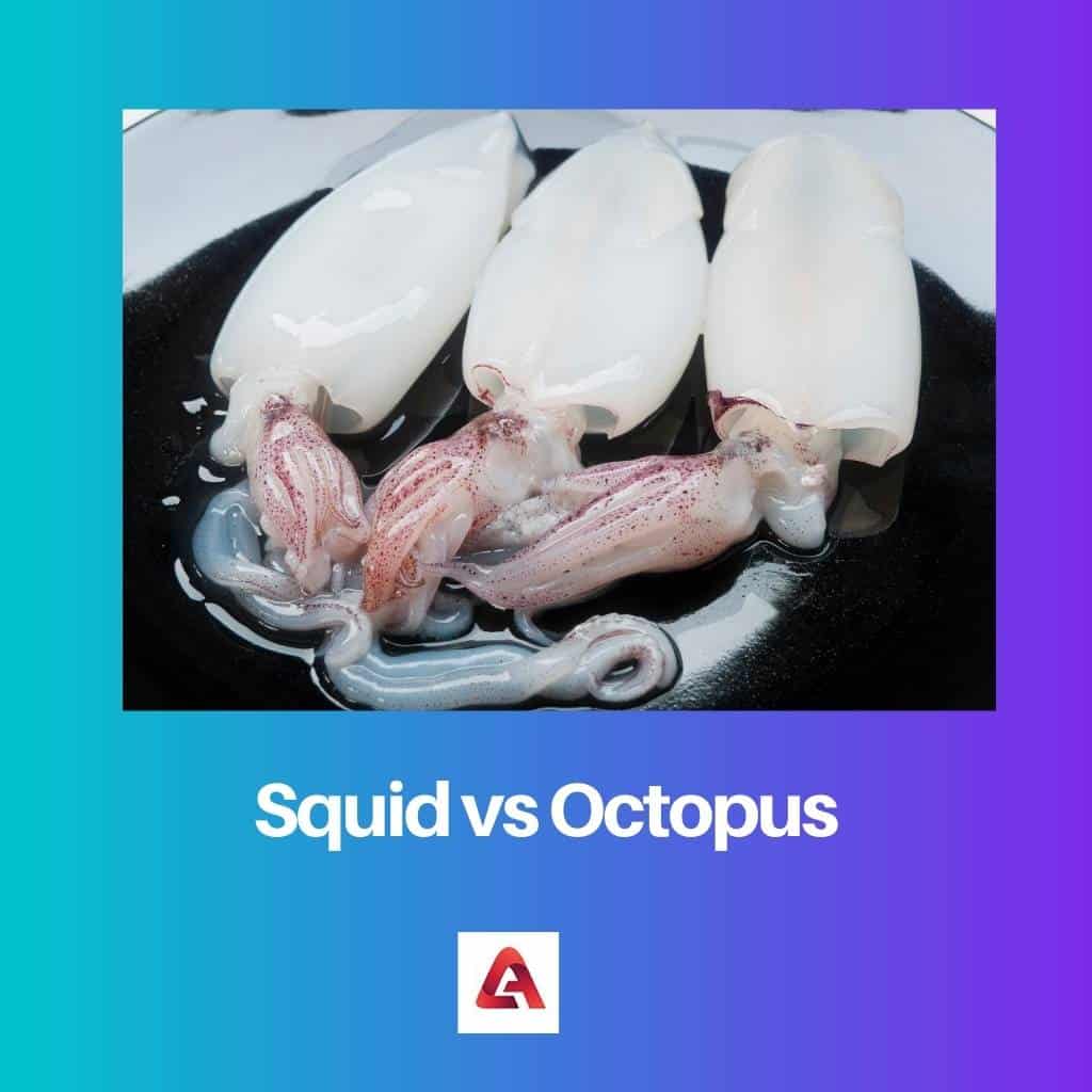 Difference Between Squid And Octopus: Anatomy And Behavior