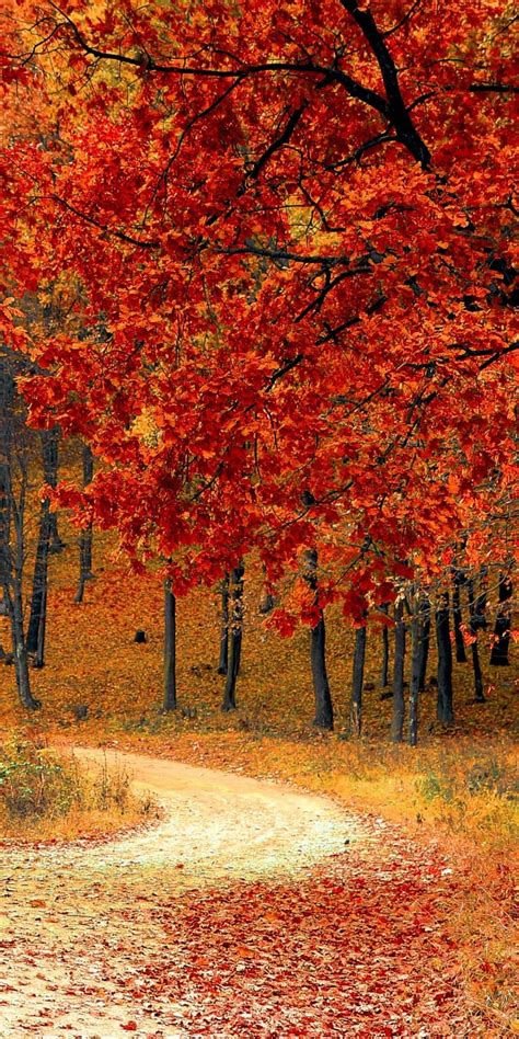Download Android Autumn Background Of Forest Wallpapers Com