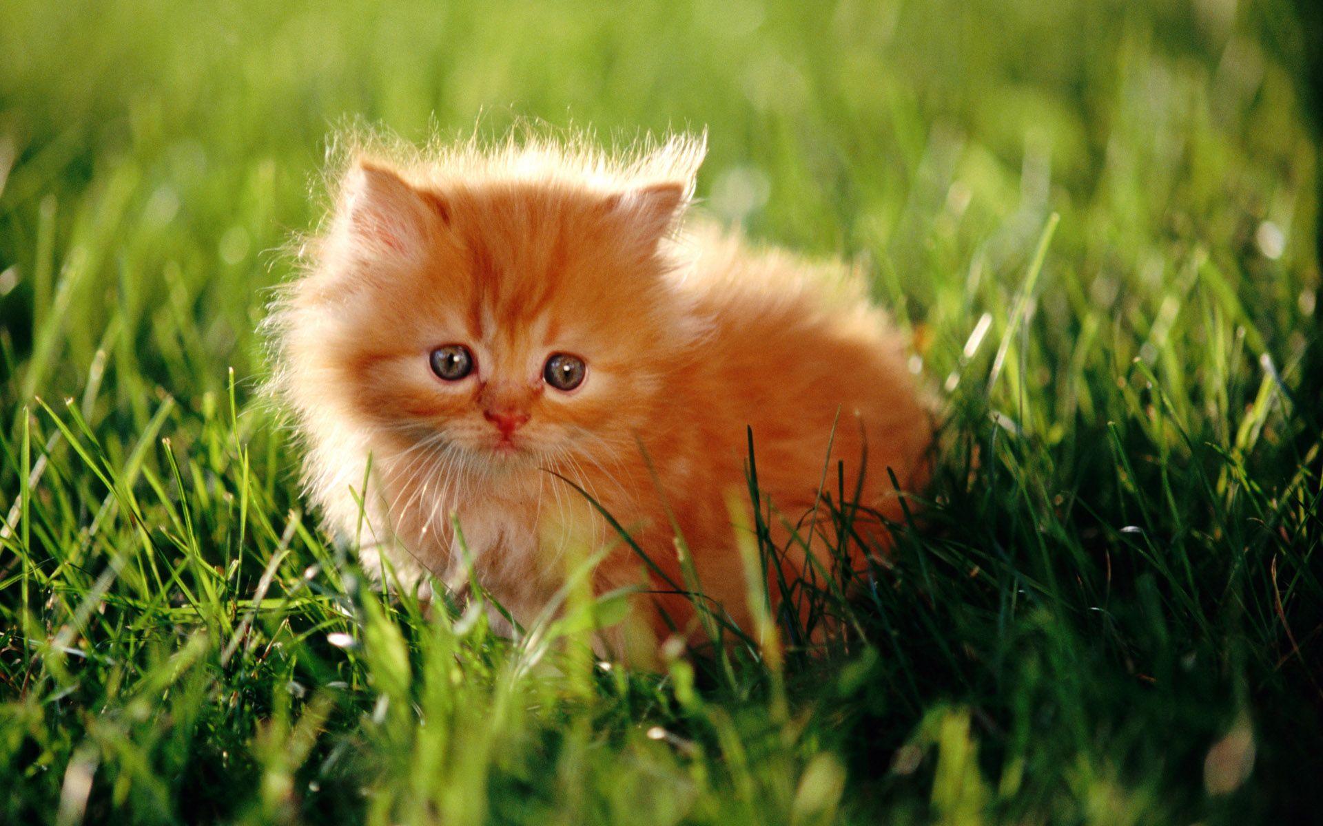 Download Sleek Persian Cat Picture Wallpapers Com