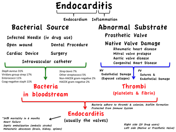 Embolic Risk Management In Infective Endocarditis Predicting The Embolic Roulette Open Heart