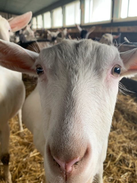 Goat Industry Segments: The Definitive Guide To Market Opportunities