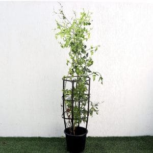 Hardy Jasmine Deliciously Fragrant Jasminum Officinale 1 Plant In