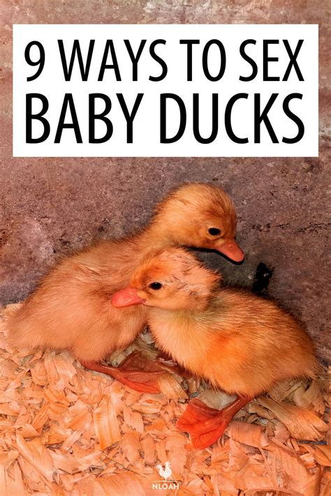 Sexing Ducklings: A Simple Guide