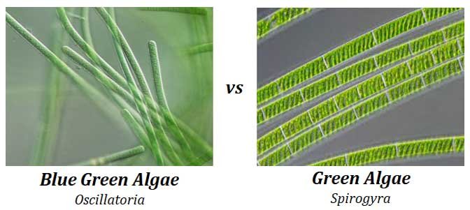 Why Is Algae In Gogurt Used? The Science, Safety, And Why It Matters.