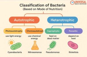 Solar Reef Analogy: Is Coral Heterotrophic Or Autotrophic