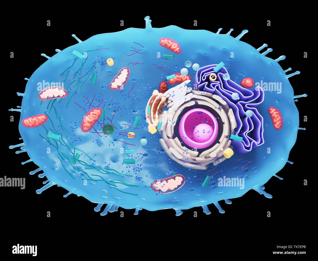 Lysosome Anatomy Hi Res Stock Photography And Images Alamy