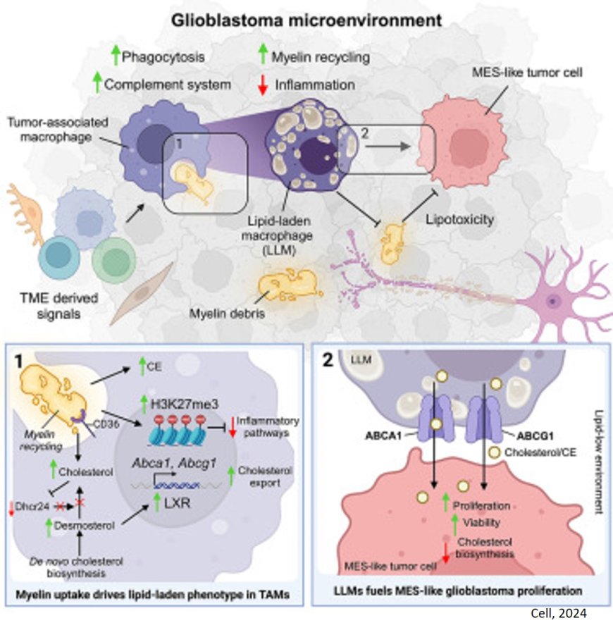 Macrophage Mediated Myelin Recycling Fuels Brain Cancer Malignancy Cell