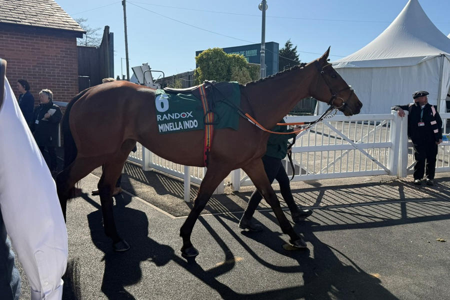 Minella Indo Grand National Odds To Win Amp Betting Profile 2024 Betfred