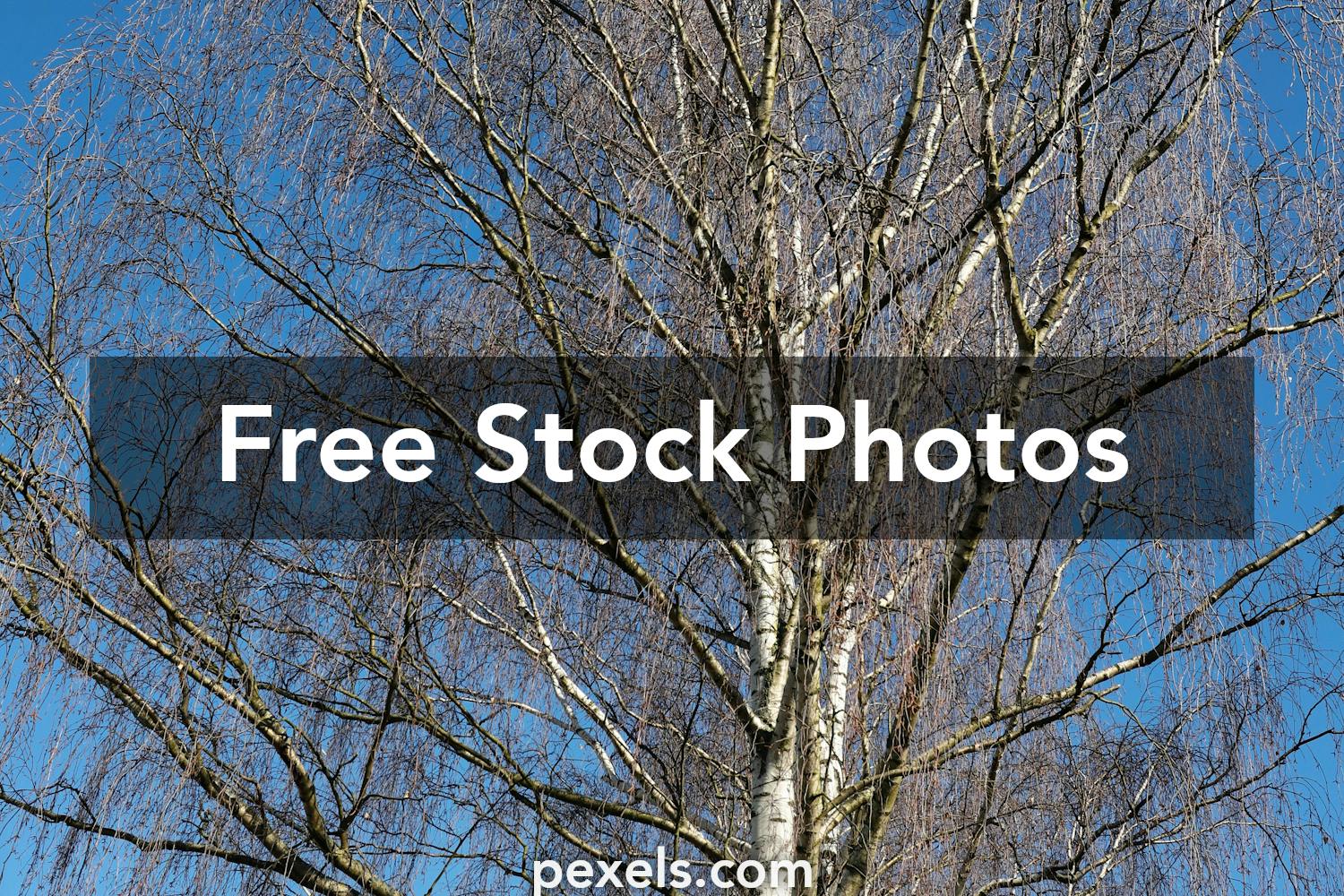 Nake Photos Download The Best Free Nake Stock Photos Amp Hd Images