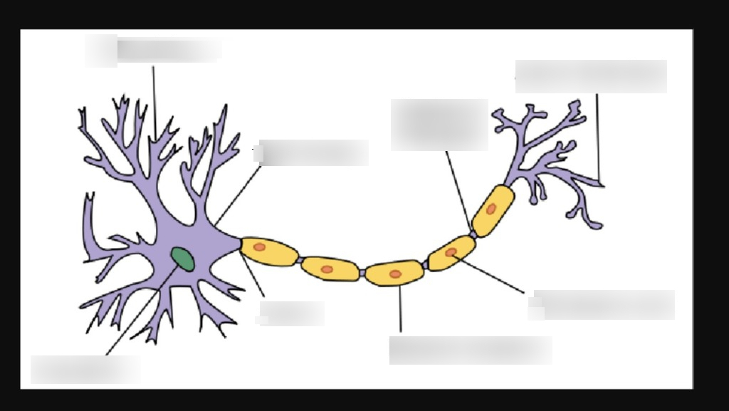Nucles Idea For Remembering Vs Mnemonic Tricks: Which Is Better