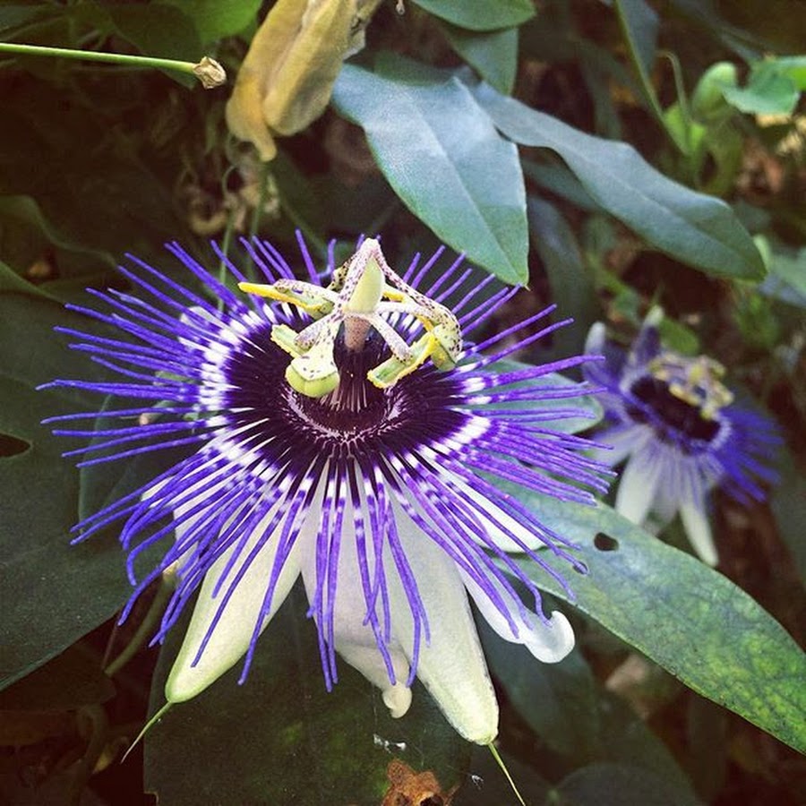 Passion Pixel Games Passionpxgames X