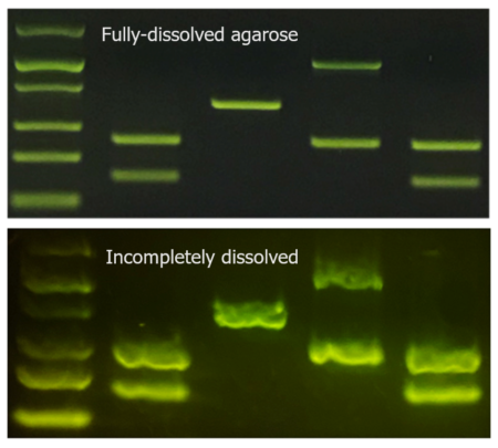 Pcr And Gel Electrophoresis Troubleshooting