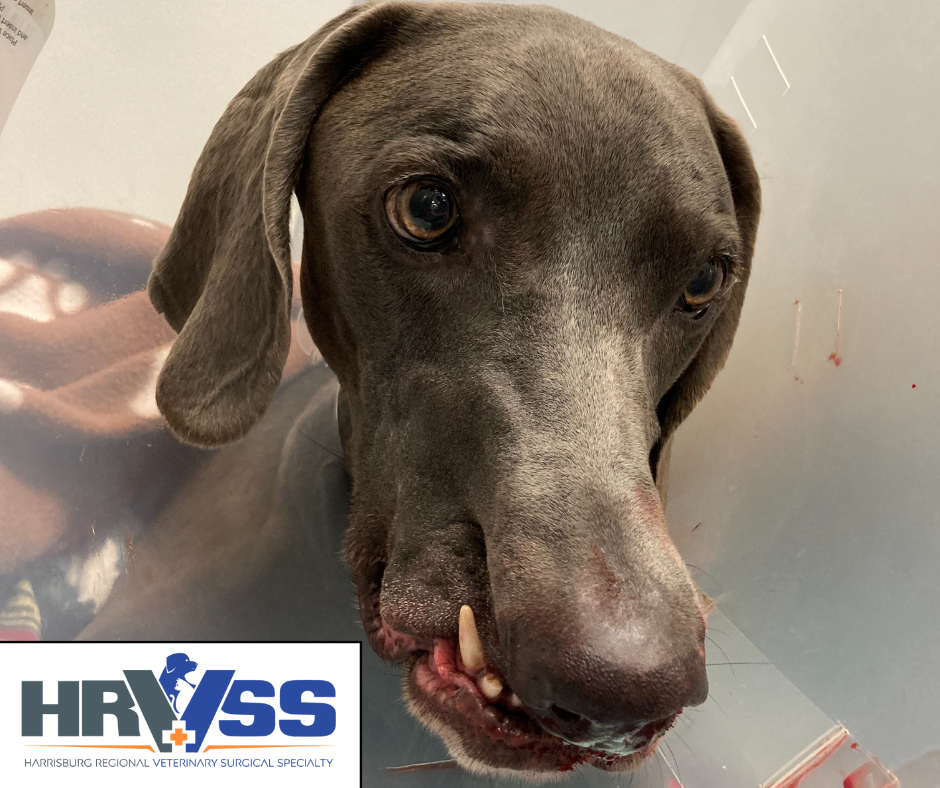 Common Mistakes About People With No Upper Jaw And How To Avoid Them