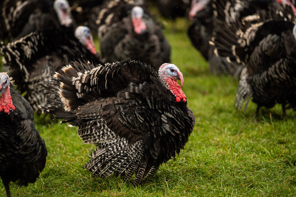 Rearing Turkeys On A Mixed Family Farm Pipers Farm