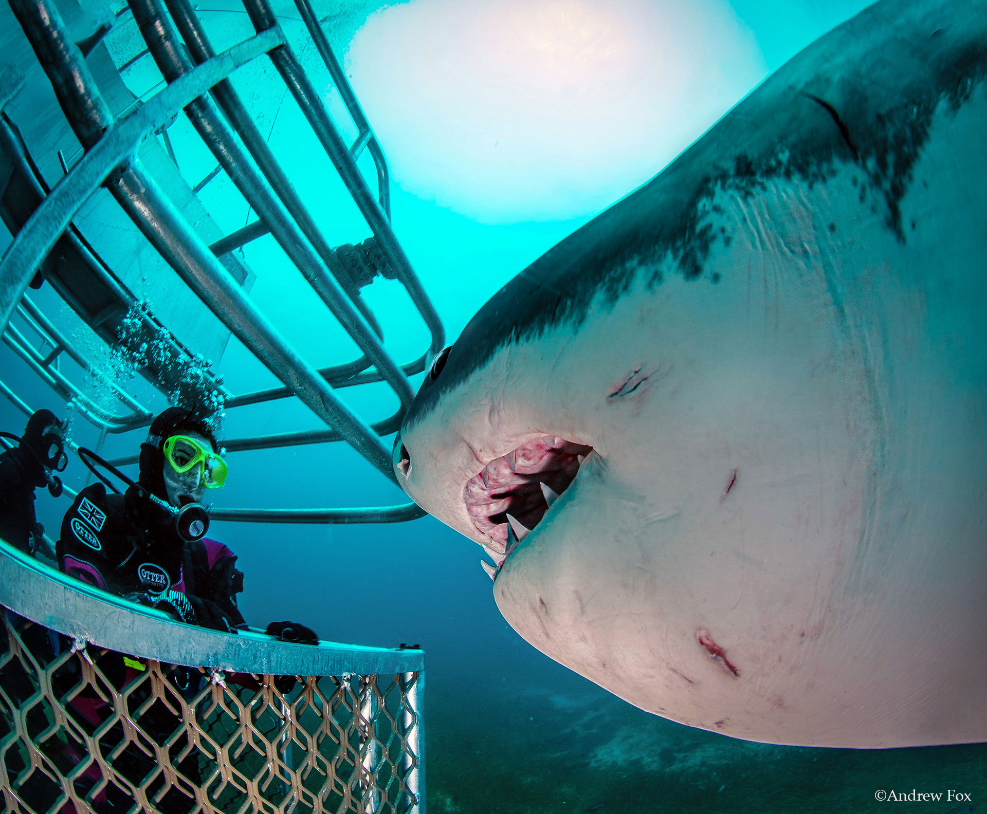 Researchers Encounter Huge Great White Shark