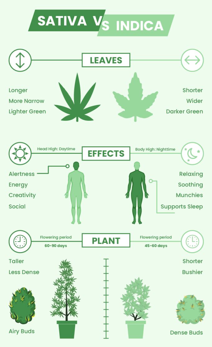 Sativa Vs Indica Chart