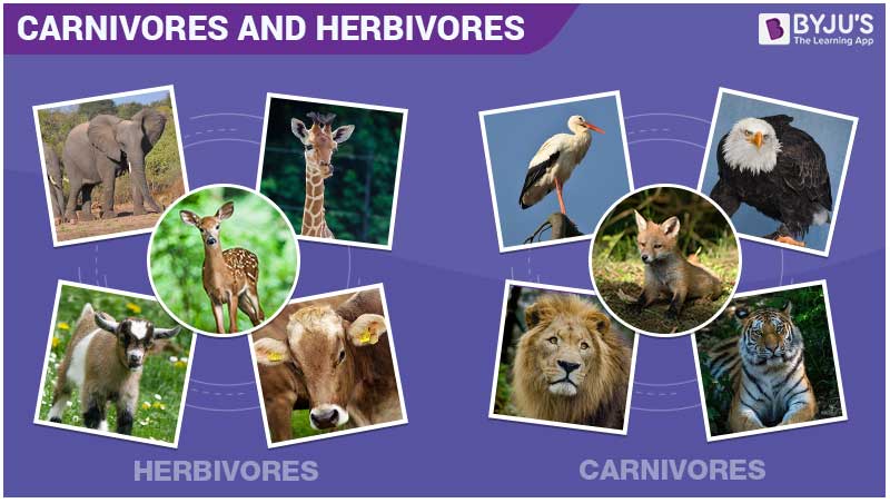 Master Savanna Animals Carnivores Herbivores Today