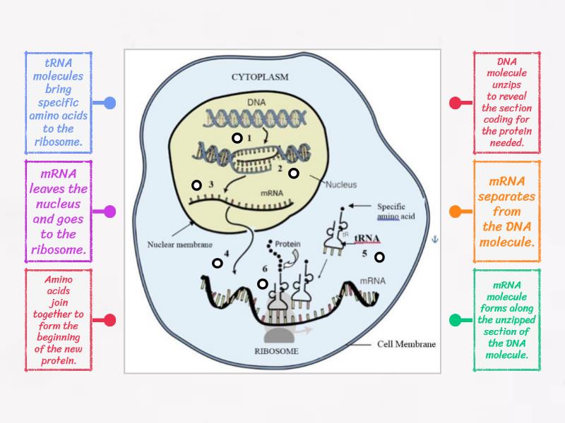 Simple Drawing Of Protein Synthesis: A Quick Visual Guide