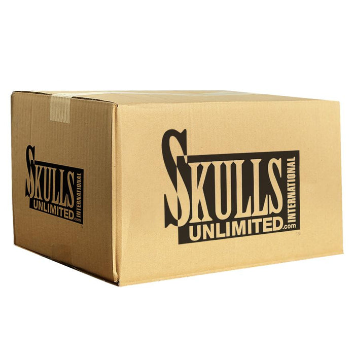 Avoid Mislabeling: Mistakes With Skulls Of Hominidae Specimens