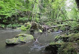 Temperate Forests Limiting Factors: Microclimate And Soil Constraints