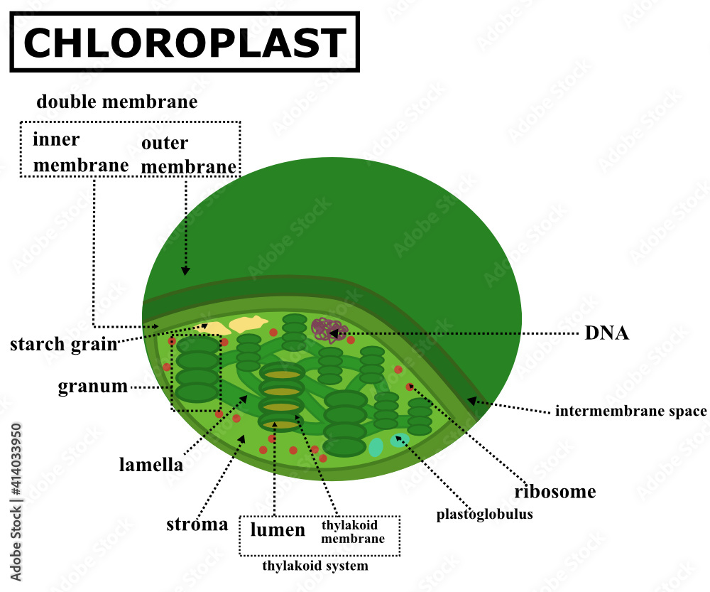 The Structure Of The Chloroplast Structure Within The Cells Of Algae