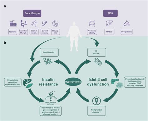 Type 2 Diabetes Mellitus In Adults Pathogenesis Prevention And Therapy Signal Transduction And Targeted Therapy