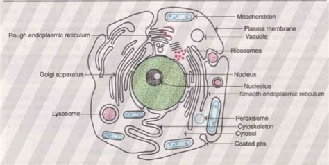 Avoid This Common Mistake About What Cell Rat Is