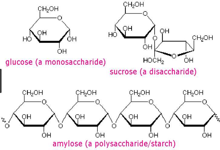 What Is A Polysaccharide Monosaccharide Ppt Download