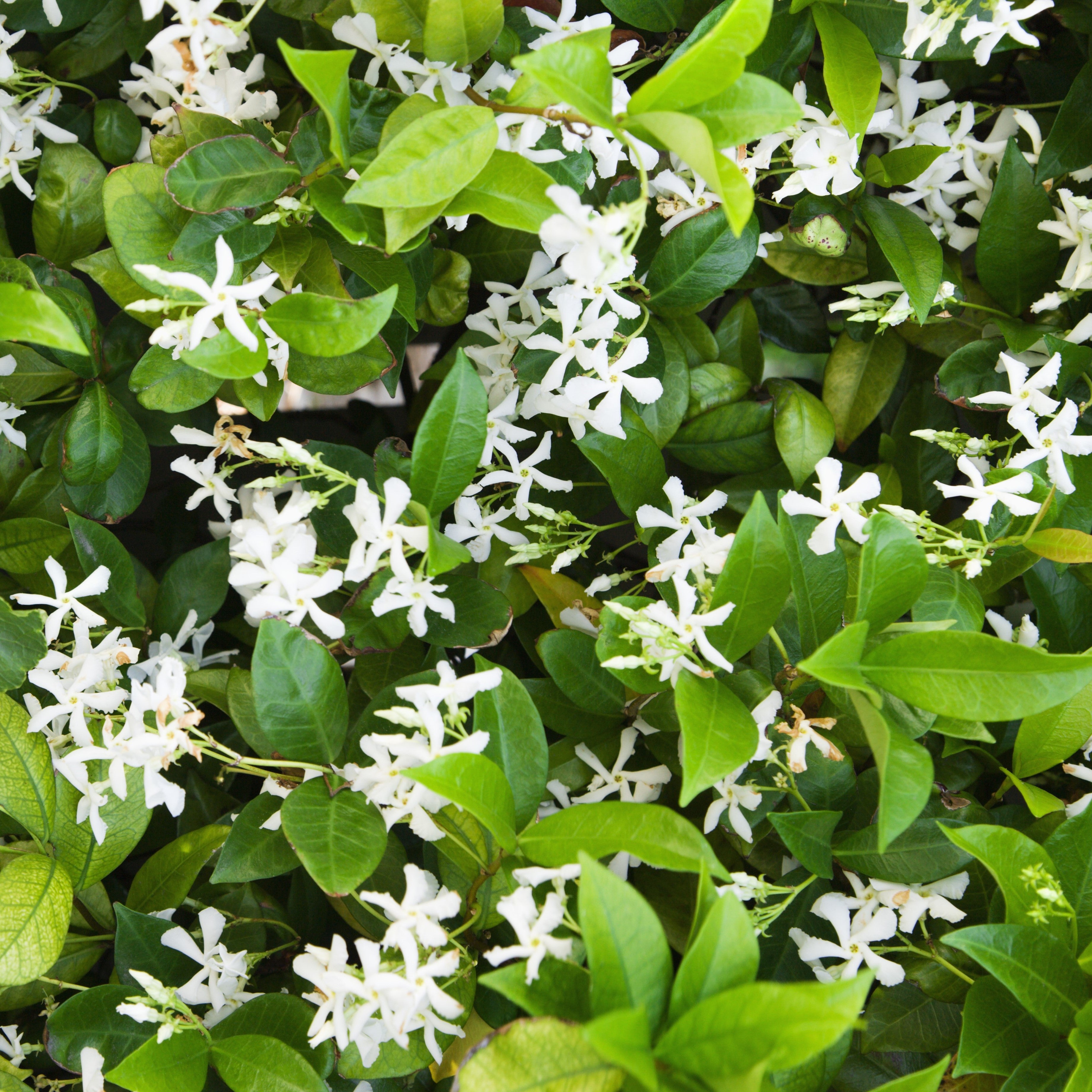 White Potted Jasmine Plant For Sale Philippine Jasmine Easy To Grow Bulbs