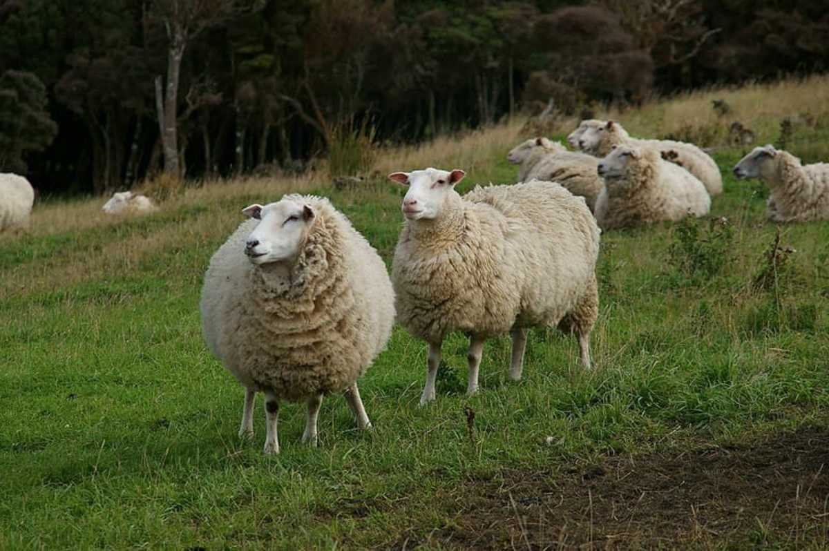 Story Of Wool Rambouillet Sheep Type A Farmer's Quiet Revolution